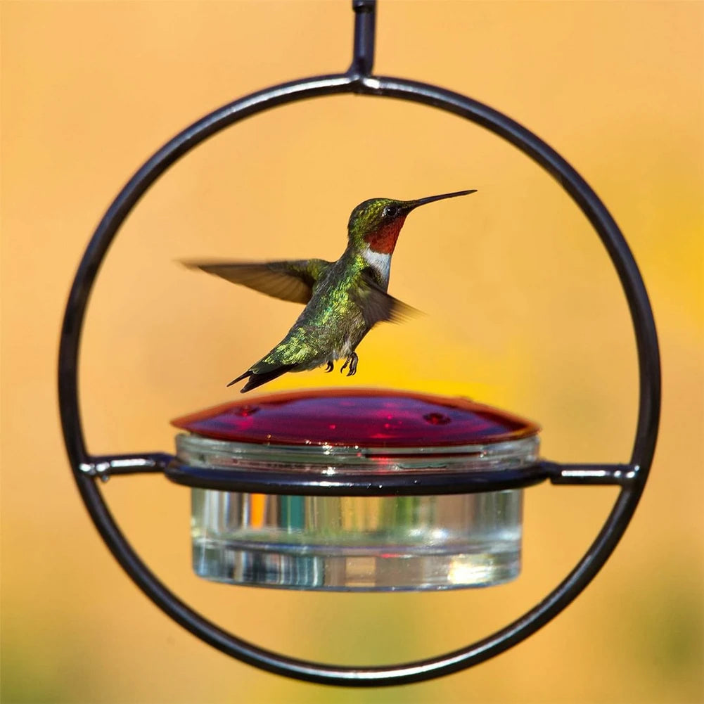 Hummingbird Haven