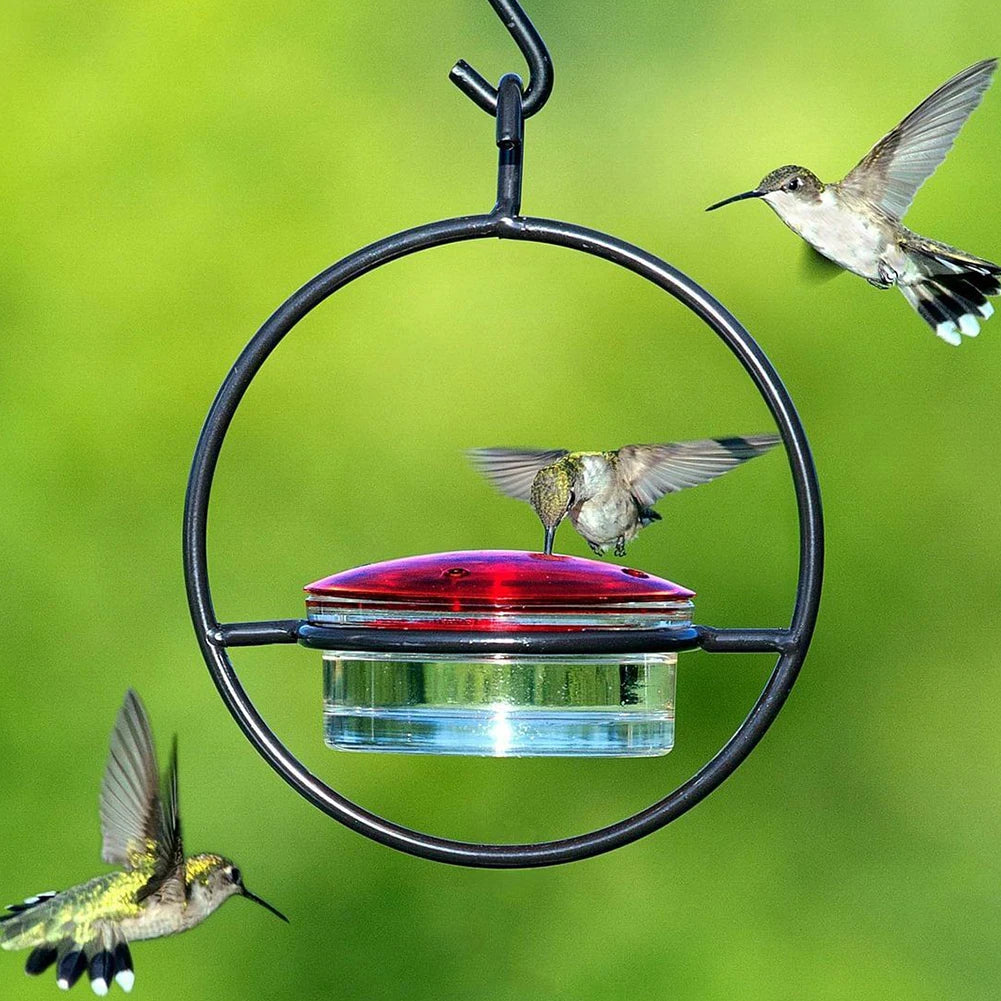 Hummingbird Haven